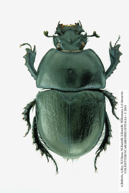 Geotrupes  douei, maschio 